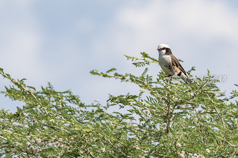 乌干达基代波谷国家公园北白冠伯劳(Eurocephalus ruppelli)